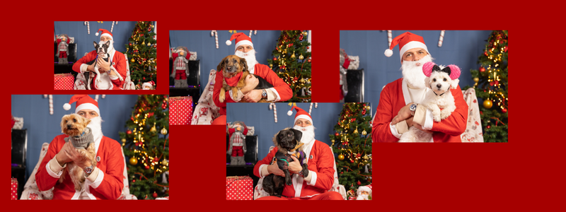 Pet party i novogodišnje fotkanje ljubimaca sa Deda Mrazom